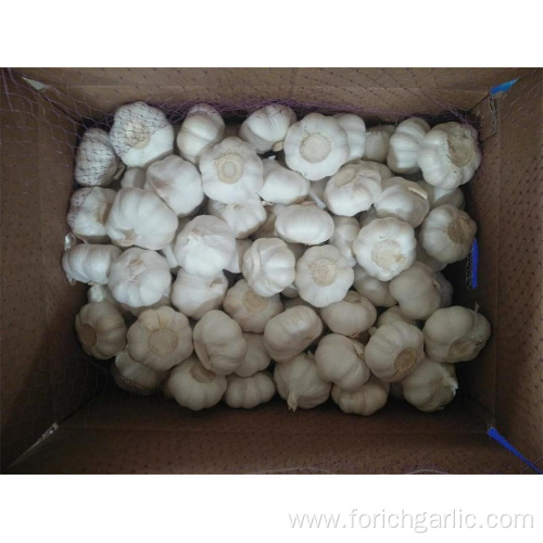 2019 Chinese Pure White Garlic From Jinxiang